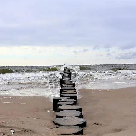 Dwie Sosny Ostrowski *